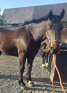 Novak Cheval de Christophe