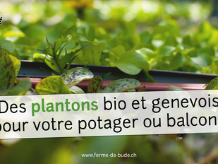 Commande plantons 2019