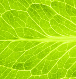 Leaf