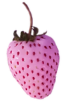White_edited_edited_edited.png