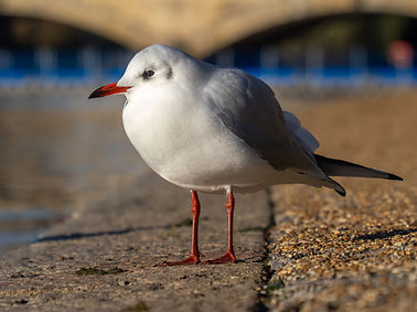 Black-headed_gull_(05557).jpg