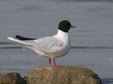 Čajka_malá_(Larus_minutus)_a_(4834254958).jpg