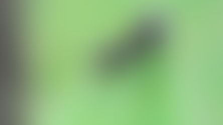 A Day in the Life of a Black Garden Ant | Lasius niger Story