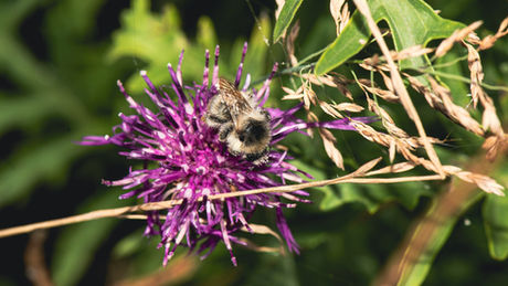 A Day in the Life of the UK’s Rarest Bee: the Shrill Carder Bee