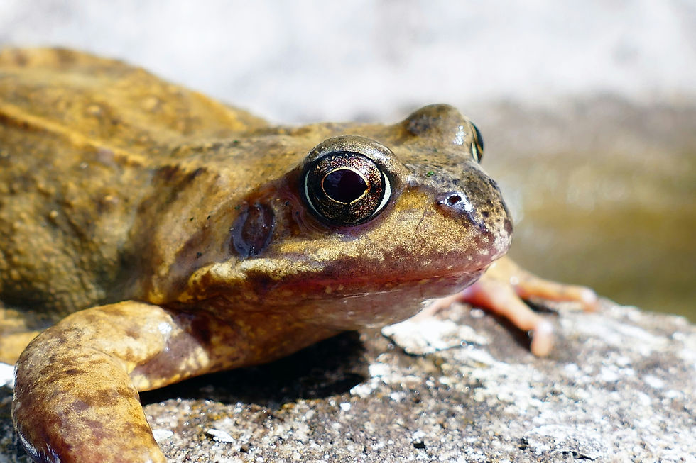 Image of a Common Frog (Rana temporaria) by Anthony