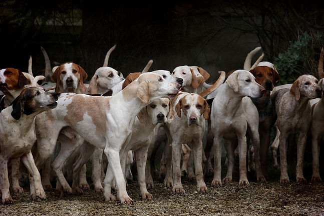 dogs-2691871_1280.jpg