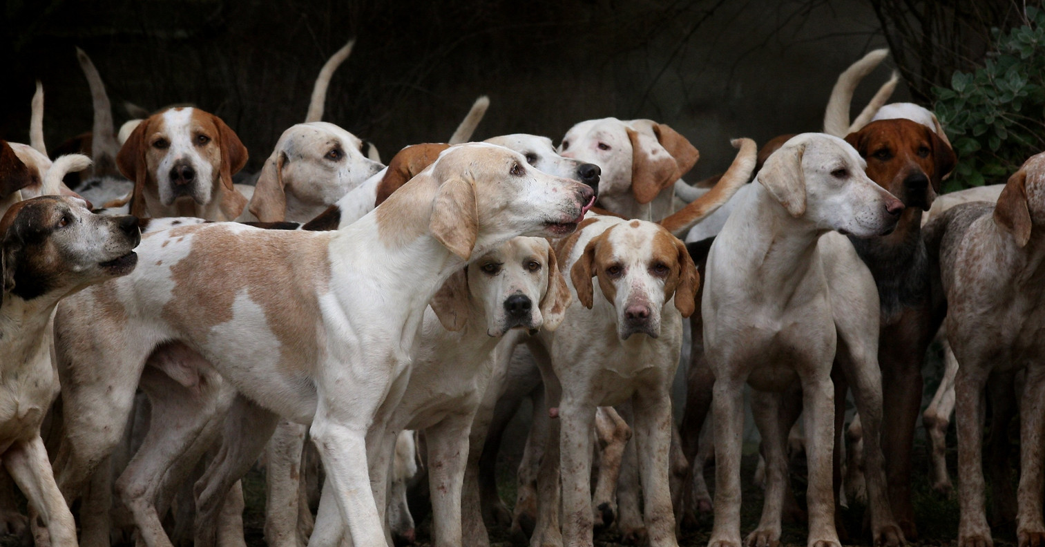 kudybadorota-dogs-2691871.jpg