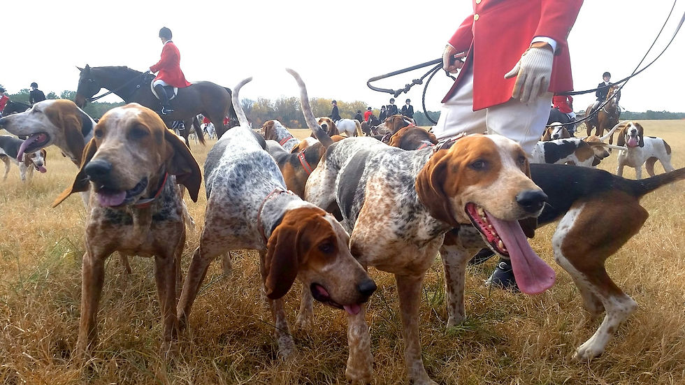 (a) Fox hunting scene with foxhounds and riders in red coats. Image by Jason Wolf