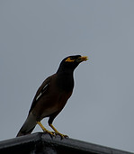 rachna-shankar-xBpbWqBmC_g-unsplash.jpg