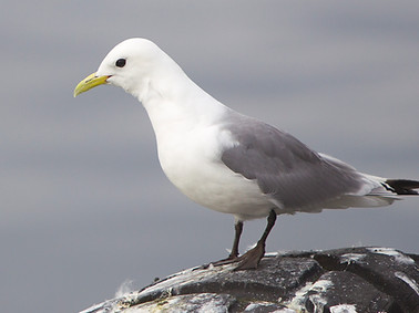 Rissa_tridactyla_(Vardø,_2012).jpg