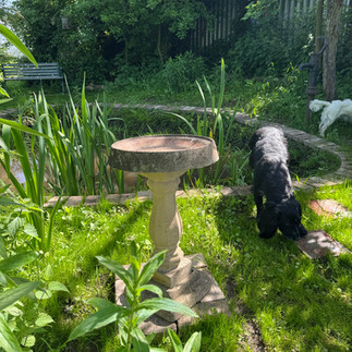 Wildlife pond with a wet spaniel