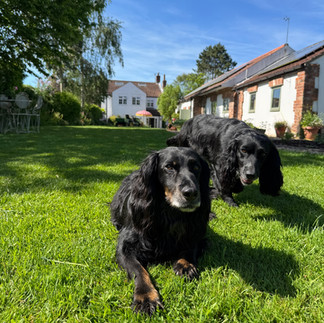 Pies and Pickle - silly spaniels in the garden
