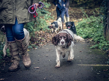a springer spaniel, with other spaniels in the background and peoples legs and wellies alongside. The boots and coats are Cabotswood and Barbour