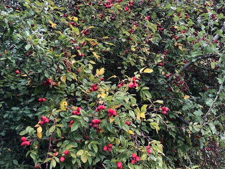 Homemade Rosehip Syrup Recipe