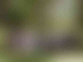 Nancy and Ammar stand surrounded by friends and family in a lush, green outdoor setting, all dressed in colorful formalwear beneath a canopy of trees.