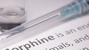 What is more effective for pain: morphine or acupuncture?