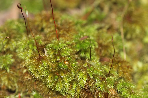moss.jpg
