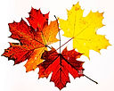 Fall Leaves_edited.jpg