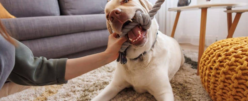 dog chewing on rope toy with human