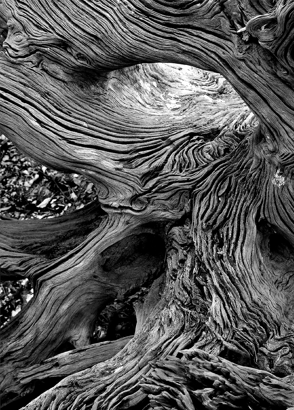 St. Vincent Island Driftwood