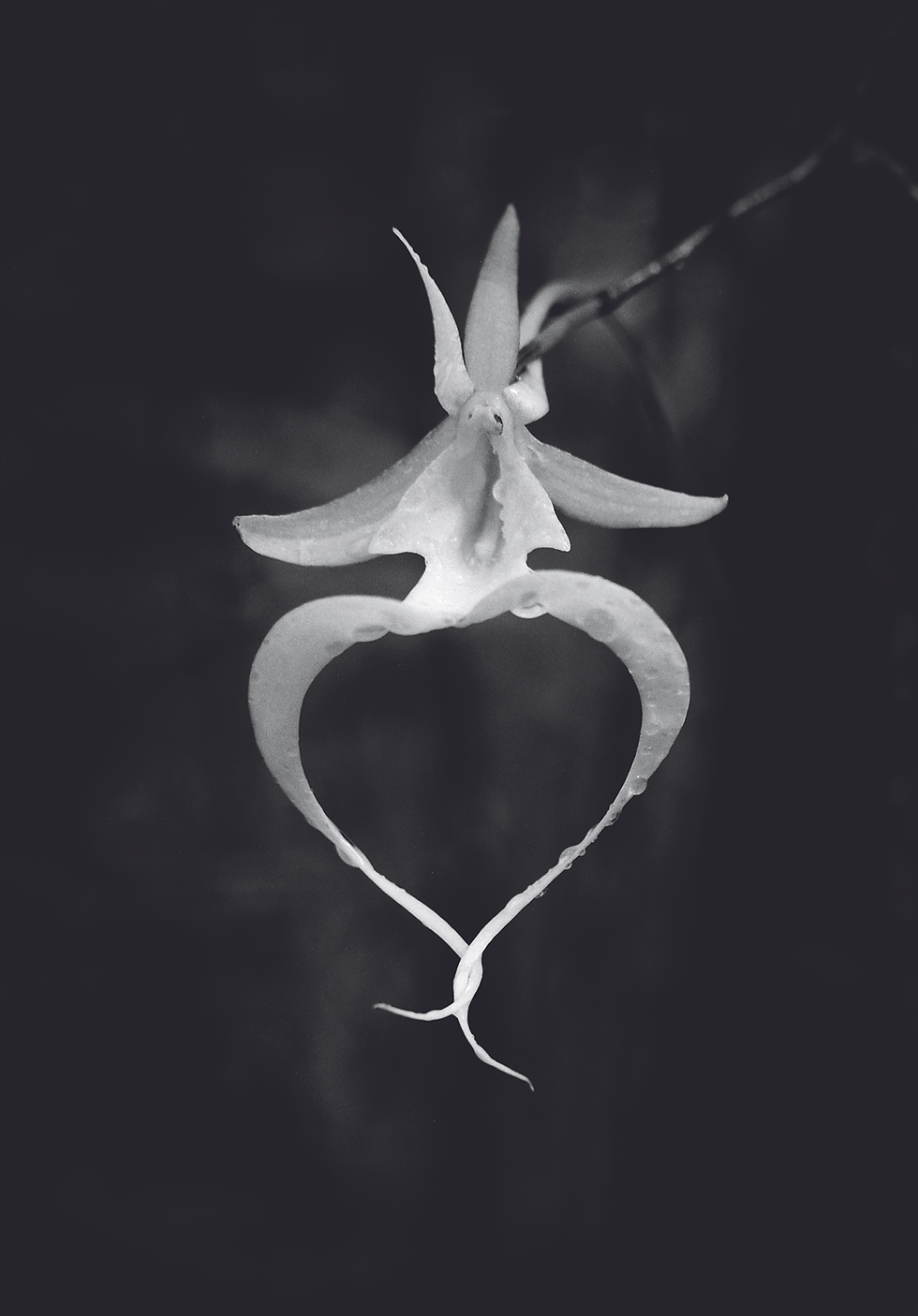 Ghost Orchid 1