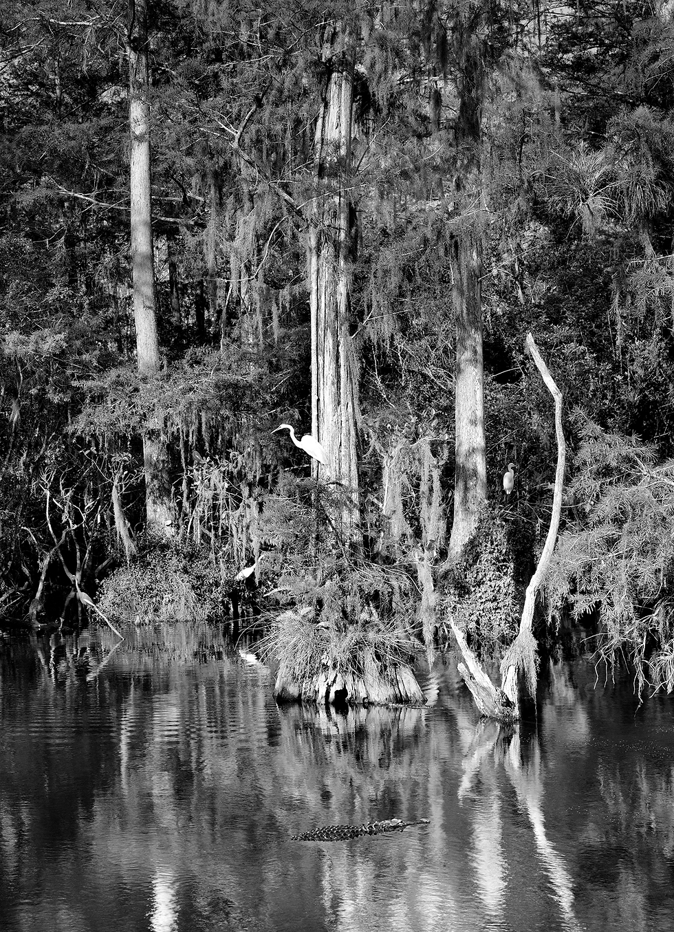 Big Cypress Gallery 14