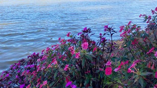Belleza y color de la naturaleza encuentran los turistas, nacionales y extranjeros, en la Laguna Madre Vieja, La Esperanza