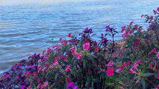 Belleza y color de la naturaleza encuentran los turistas, nacionales y extranjeros, en la Laguna Madre Vieja, La Esperanza