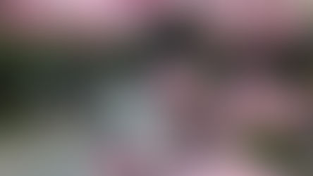 El verano en la capital de Honduras se tiñe de color bajo la sombra de los macuelizos