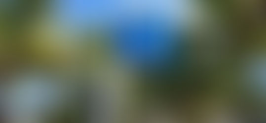 Bandera Azul Ecológica: importante distinción de ecocalidad que esperan recibir este año 21 comités nacionales 