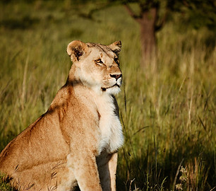 A lioness in the Maasai Mara in Kenya