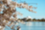 CHERRY BLOSSOMS & THE JEFFERSON MEMORIAL