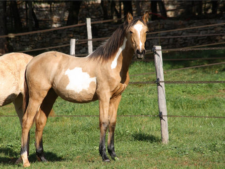 Orleya a rejoint Céline