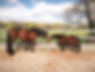 Elevage Les Chevaux'M Hispano arabe de couleur et poneys Caspiens