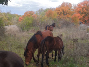 Arrivée des juments Rosmear