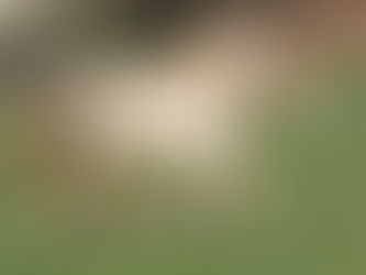 Phereo est parti dans sa famille