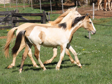 Phereo est parti dans sa famille