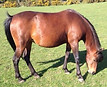 Lanhill Minoo