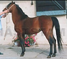 Forstal's Barewa
