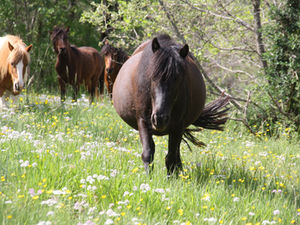 Les ponettes se préparent !