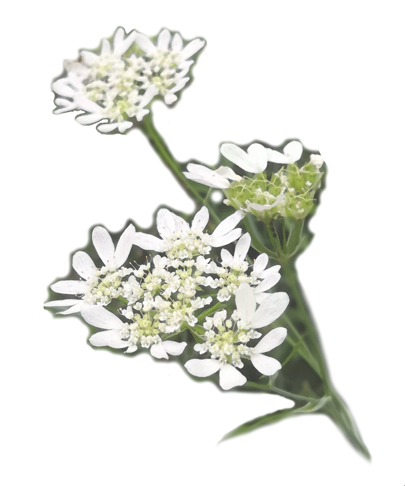 Orlaya grandiflora