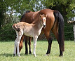 Merlioz Qalesy et Rosmear Aza Rosemary