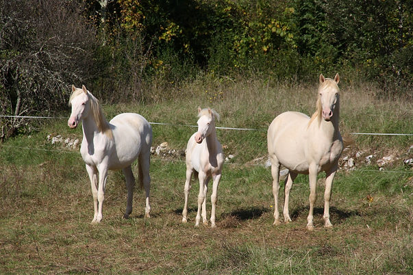 Plata Kalamity et Lorlaya