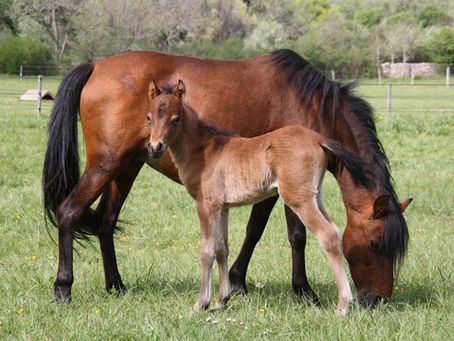 Poulain Caspien et sa mère