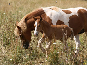 Naissance de Phenyx Merlioz