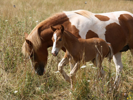 Naissance de Phenyx Merlioz