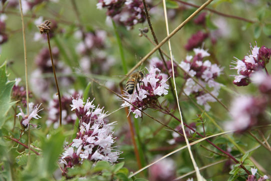 Environnement Les Chevaux'M