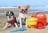 Doggy Day Care Hourly Rates