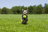Doggy Day Care Myrtle Beac, SC