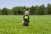 Doggy Day Care Myrtle Beac, SC